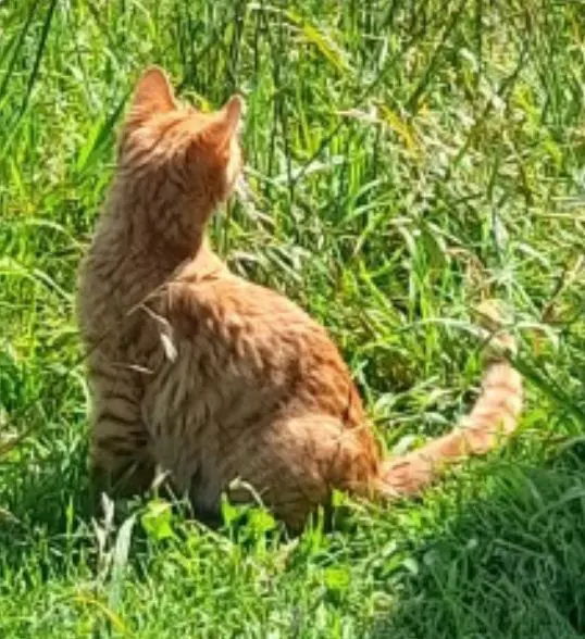 gato lost  Carretera de Villaviciosa 33204 Gijon Gatito