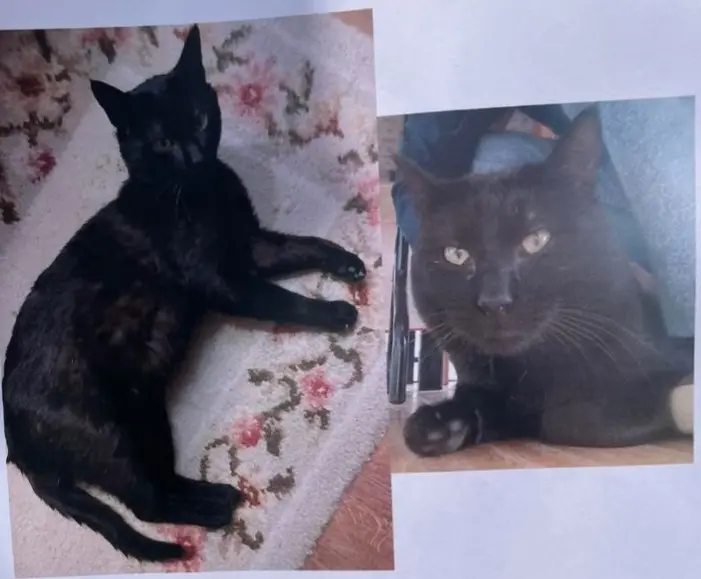 gato lost  Plaza del decano Eduardo Ibaseta 33207 Gijon Martín