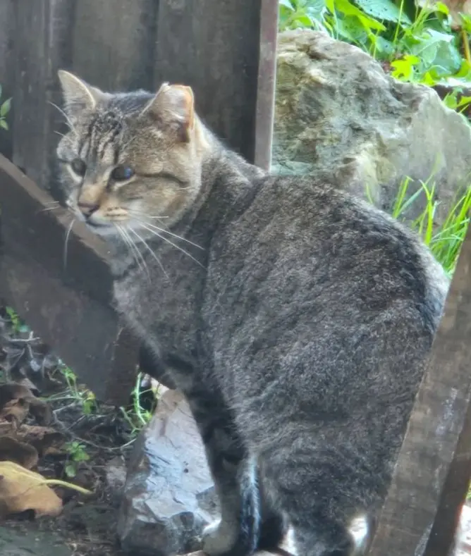 gato lost  Plaza del decano Eduardo Ibaseta 33207 Gijon Sardina