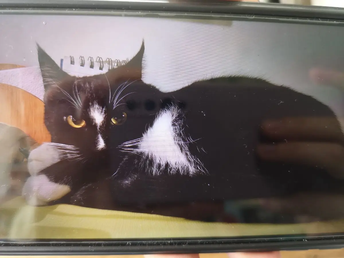 gato lost  Plaza del decano Eduardo Ibaseta 33207 Gijon Yoyo