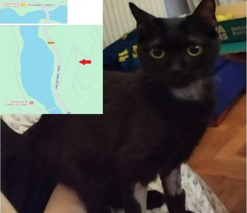 gato lost    Cangas del Narcea Luffy