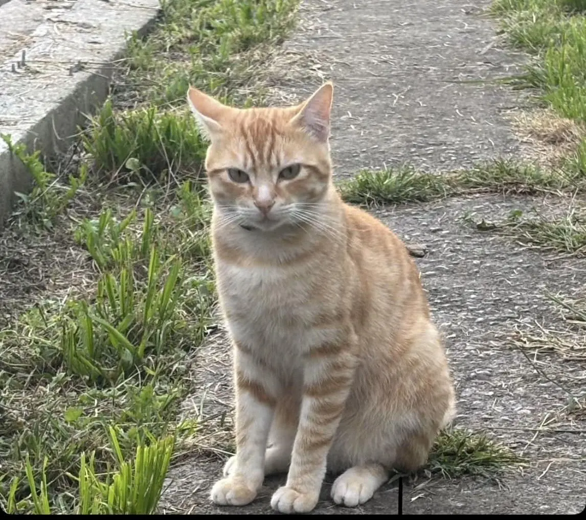 gato lost  Cai Ríu Caudal 33600 Mieres del Camín Simba