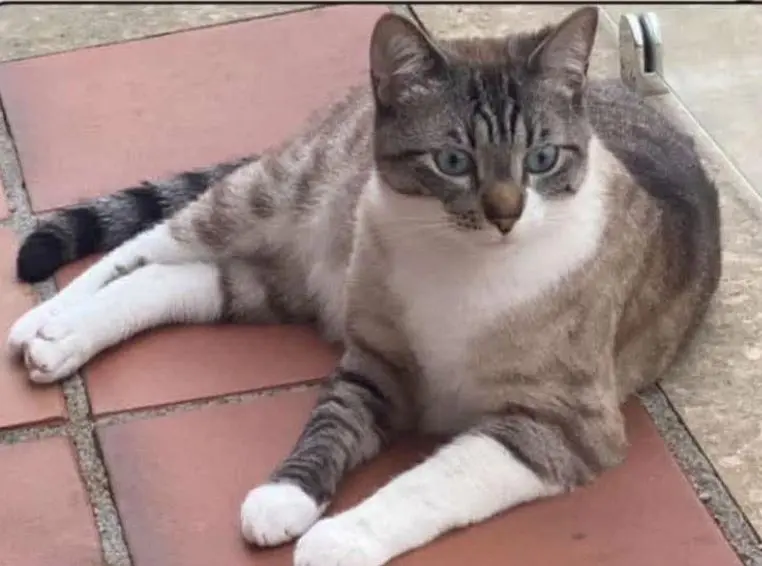 gato lost  Calle Noreña 33010 Oviède Draco