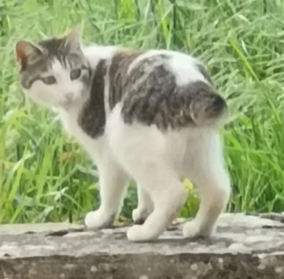 gato lost  PR-AS 183 Senda Verde de Priañes 33825 Oviède Drako