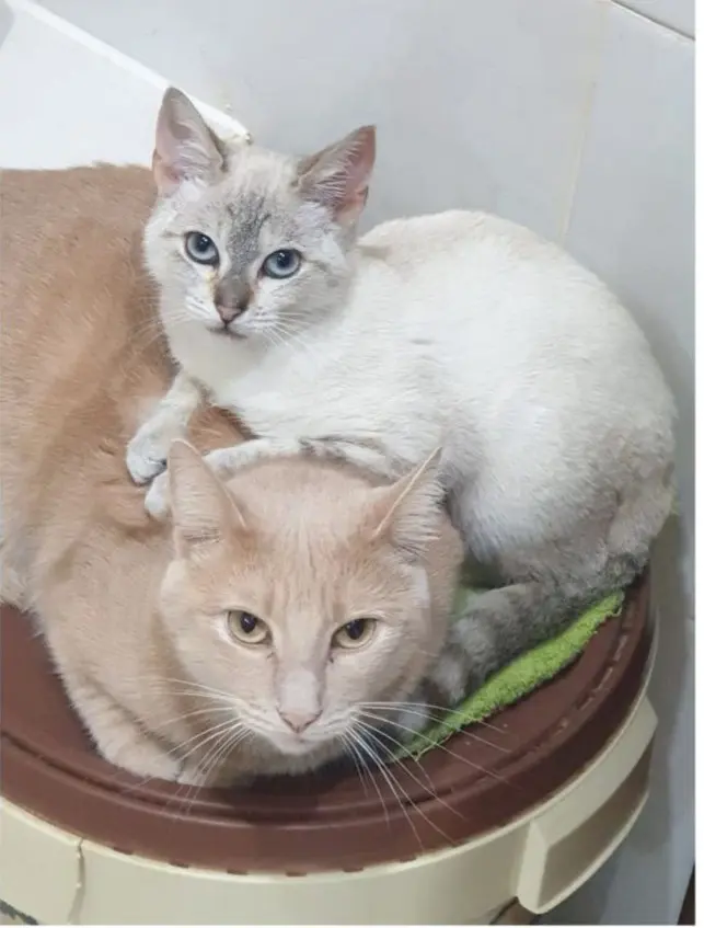 gato lost  Calle Llanera 33006 Oviède Maki y miru
