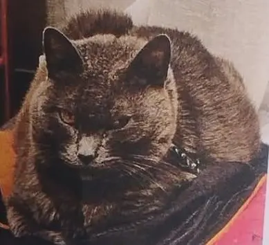 gato lost 3 Calle San Francisco 33003 Oviède Michina