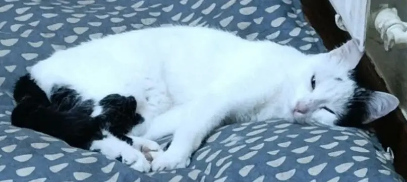 gato lost 3 Calle San Francisco 33003 Oviède Oreo