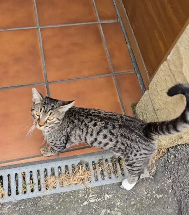 gato lost 3 Calle San Francisco 33003 Oviède Tiger