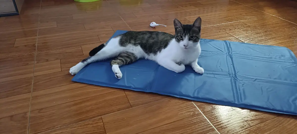 gato lost  Calle del Camino Viejo de Pravia 33401 Avilés Ronnie