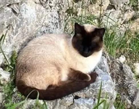 gato lost  LLN-8 33509 Porrúa Saguñan