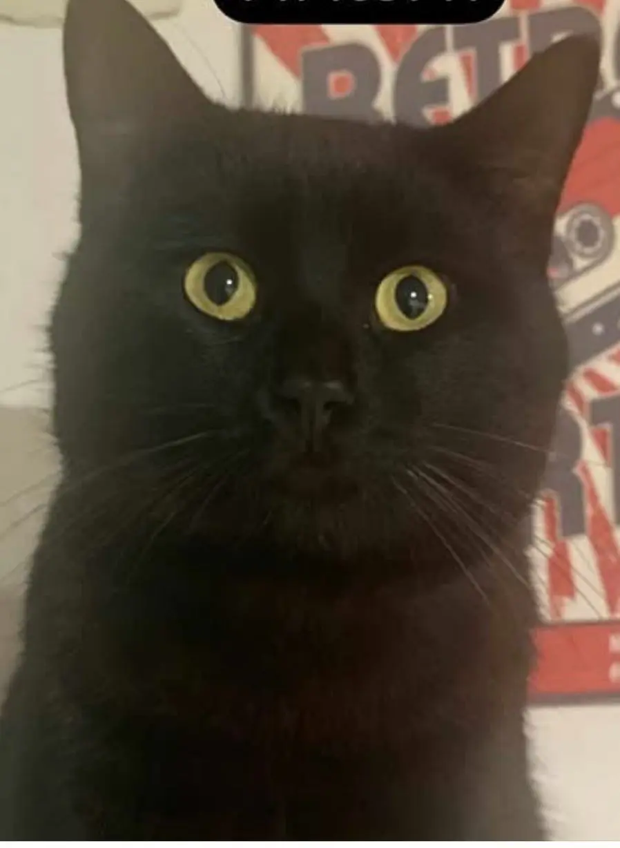 gato lost     No se