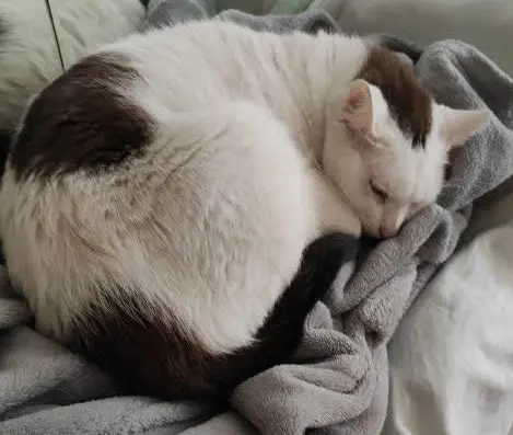 gato lost     Nube