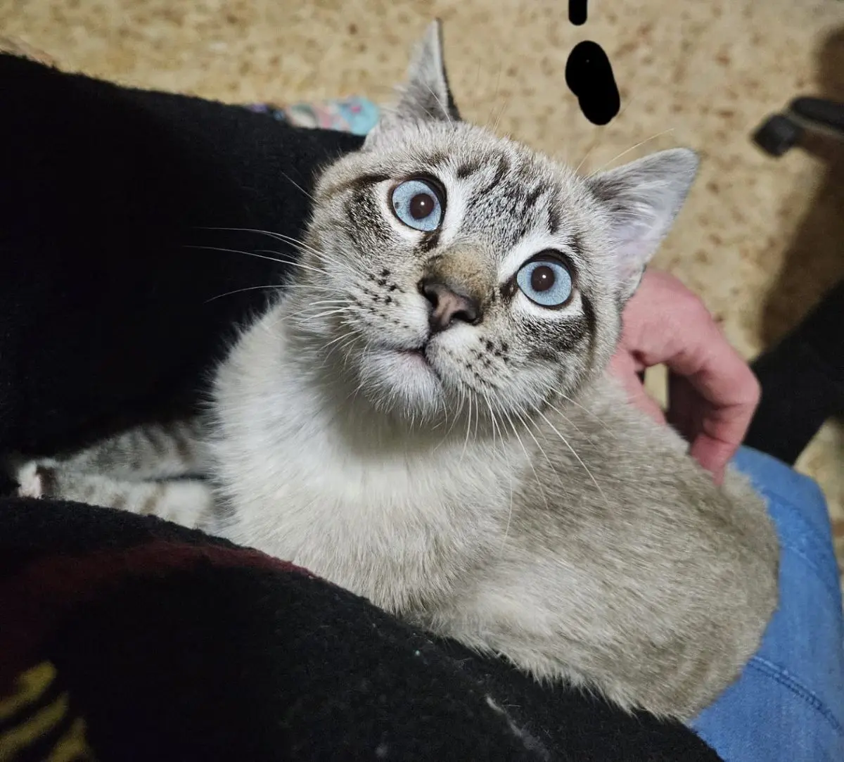 gato lost     No sé
