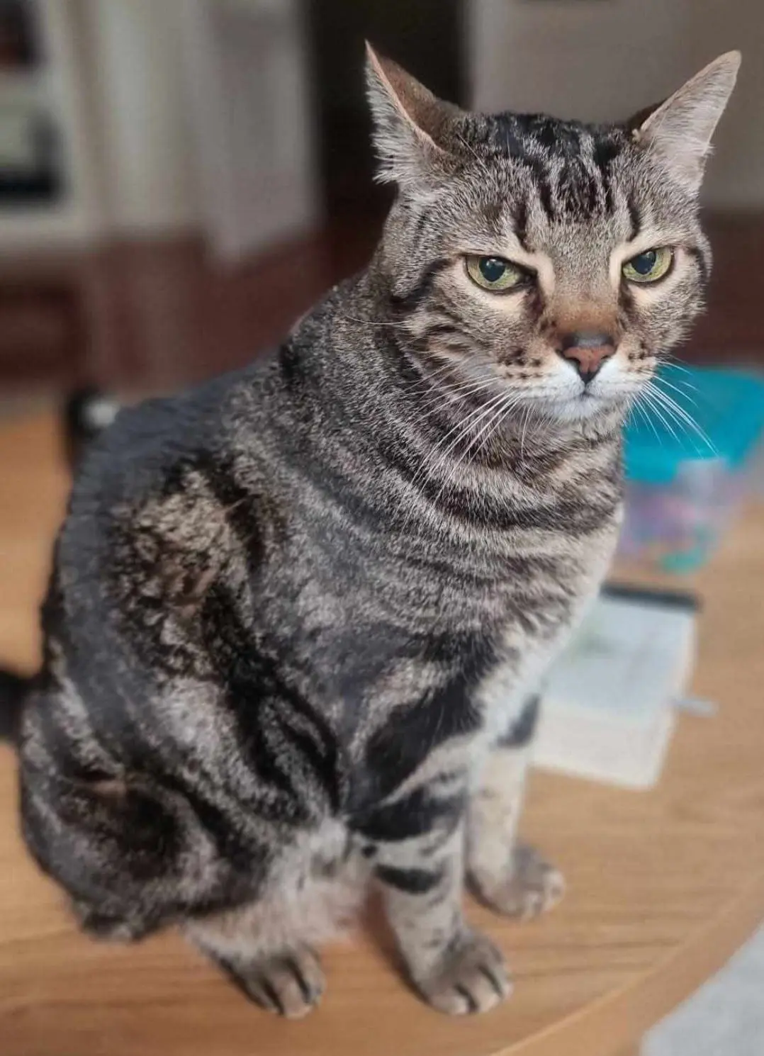 gato lost   34800 Aguilar de Campoo Ched