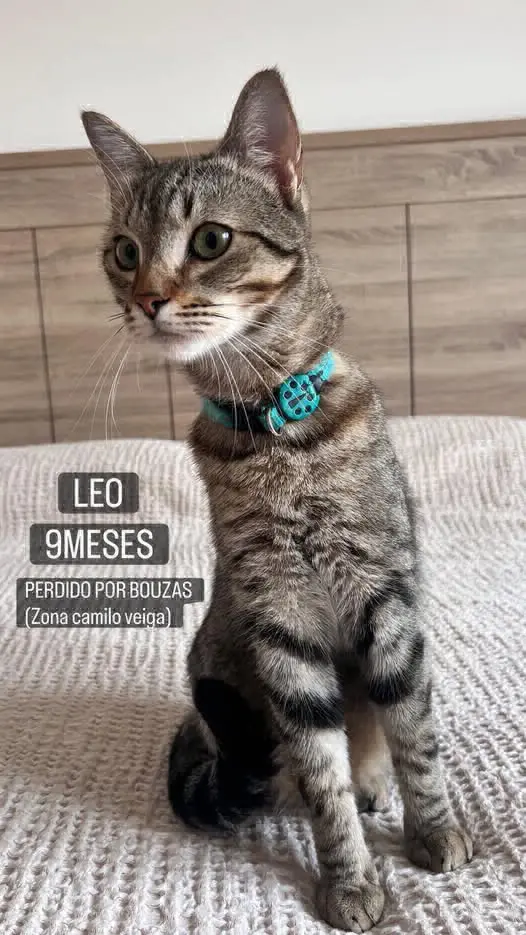 gato lost     Leo