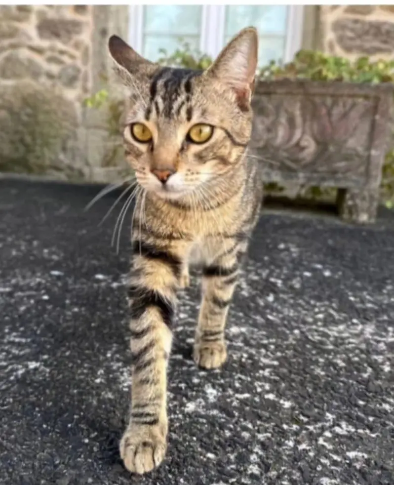 gato lost     Pardal