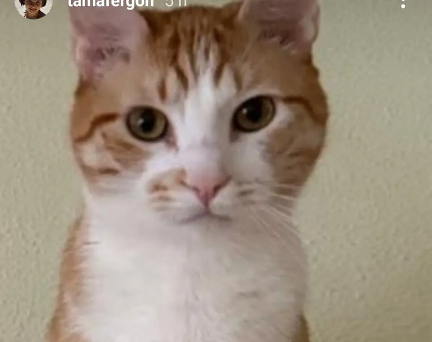 gato lost     Simba