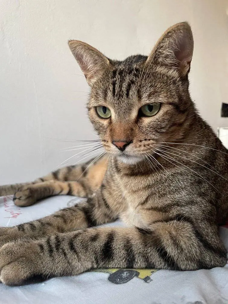 gato lost     Zeus