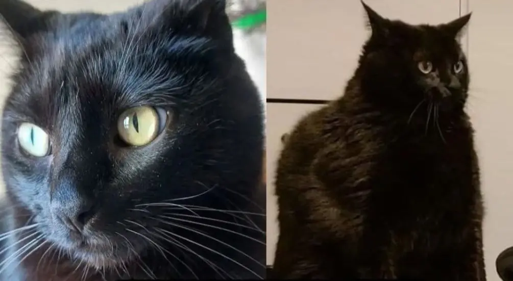 gato lost     Choco