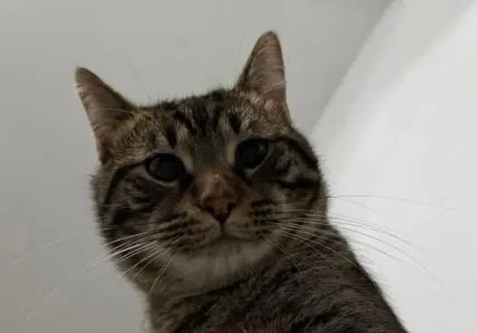 gato lost  Rúa Pintor Sotomayor 36630 Cambados Gato