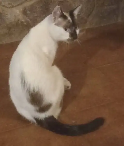 gato lost   36600 Vilagarcía Itxi