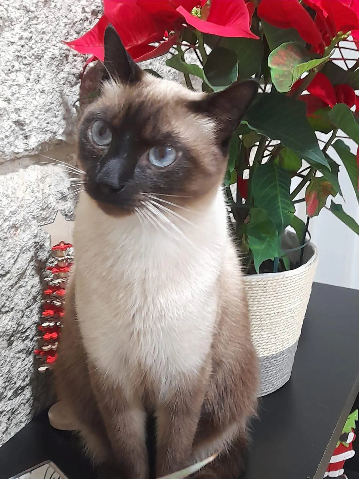 gato lost  Rúa Pintor Sotomayor 36630 Cambados Max