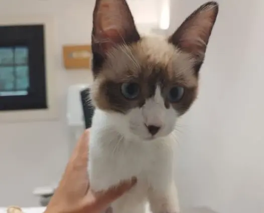 gato lost  Rúa Pintor Sotomayor 36630 Cambados Mochi
