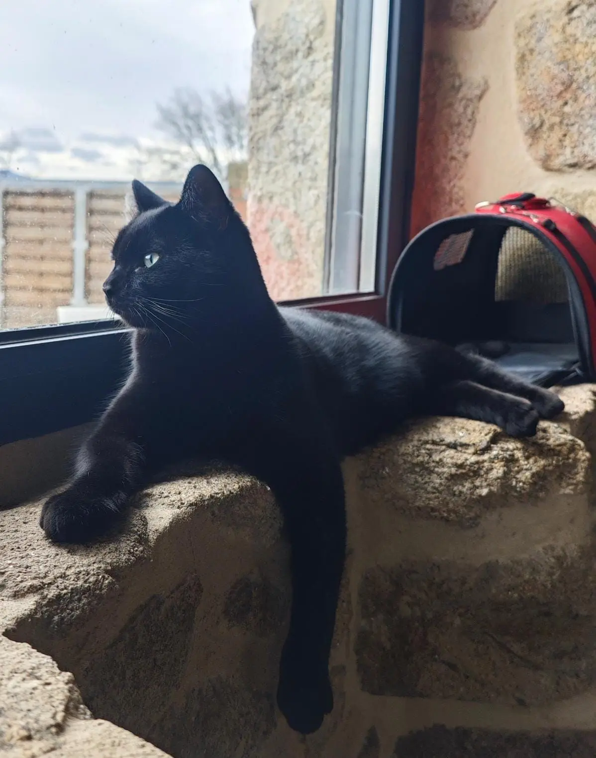gato lost     Baghuira