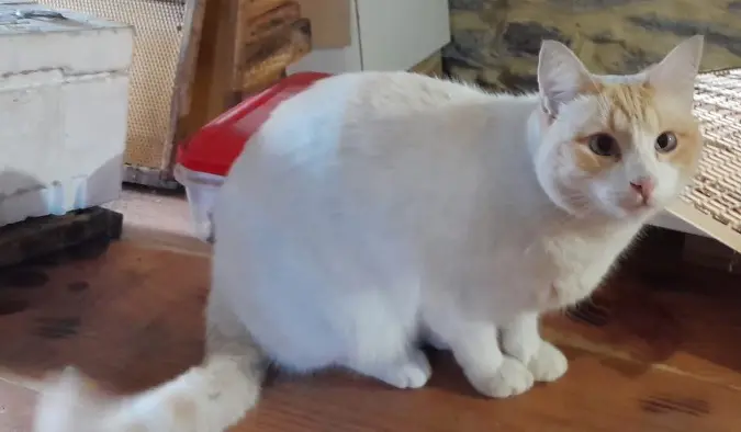 gato lost   36841  Breo