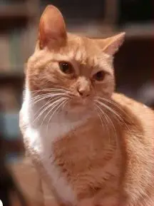 gato lost     Calabaza