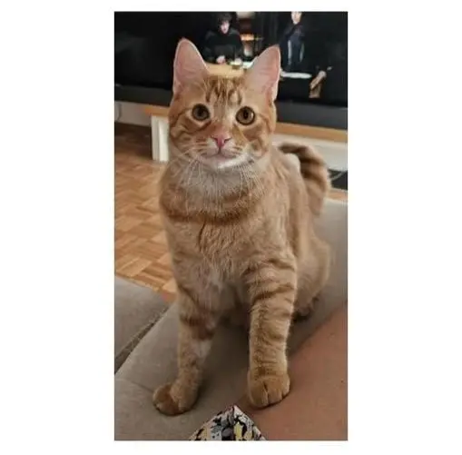 gato lost     Cooper