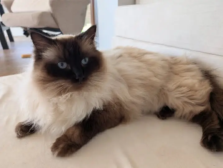 gato lost     Enzo