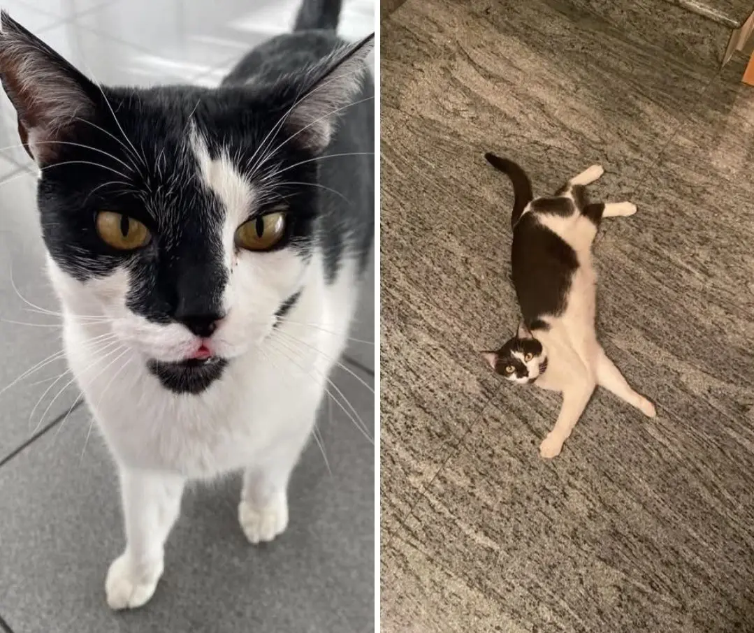 gato lost     Golfo