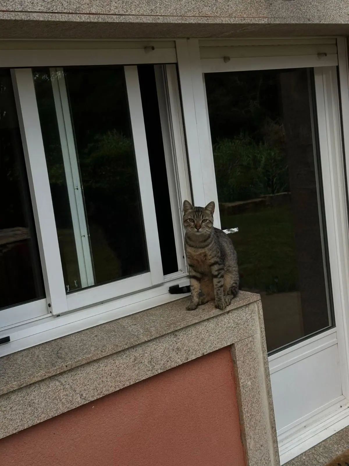 gato lost     Iron