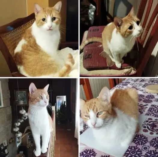 gato lost     Jaguer