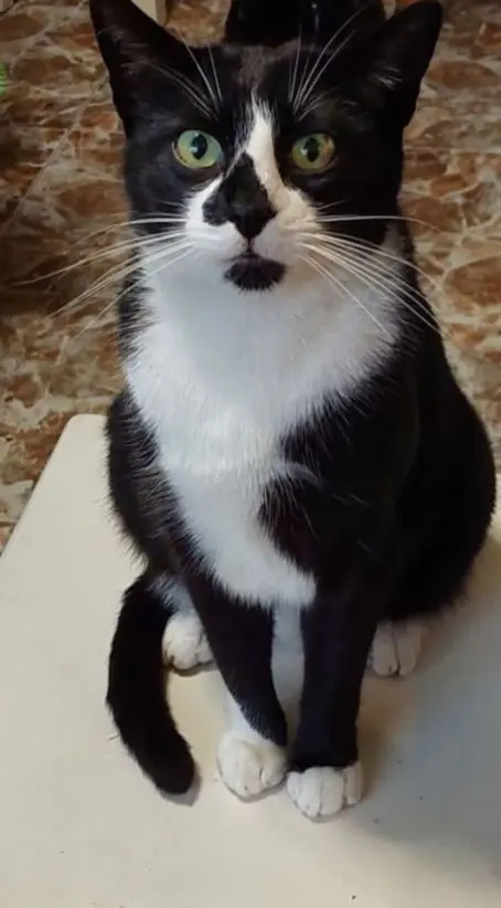 gato lost     Mou