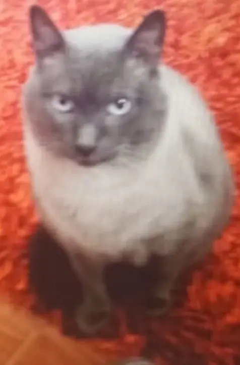 gato lost     Nano