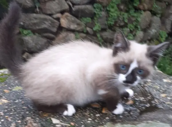 gato lost     No se