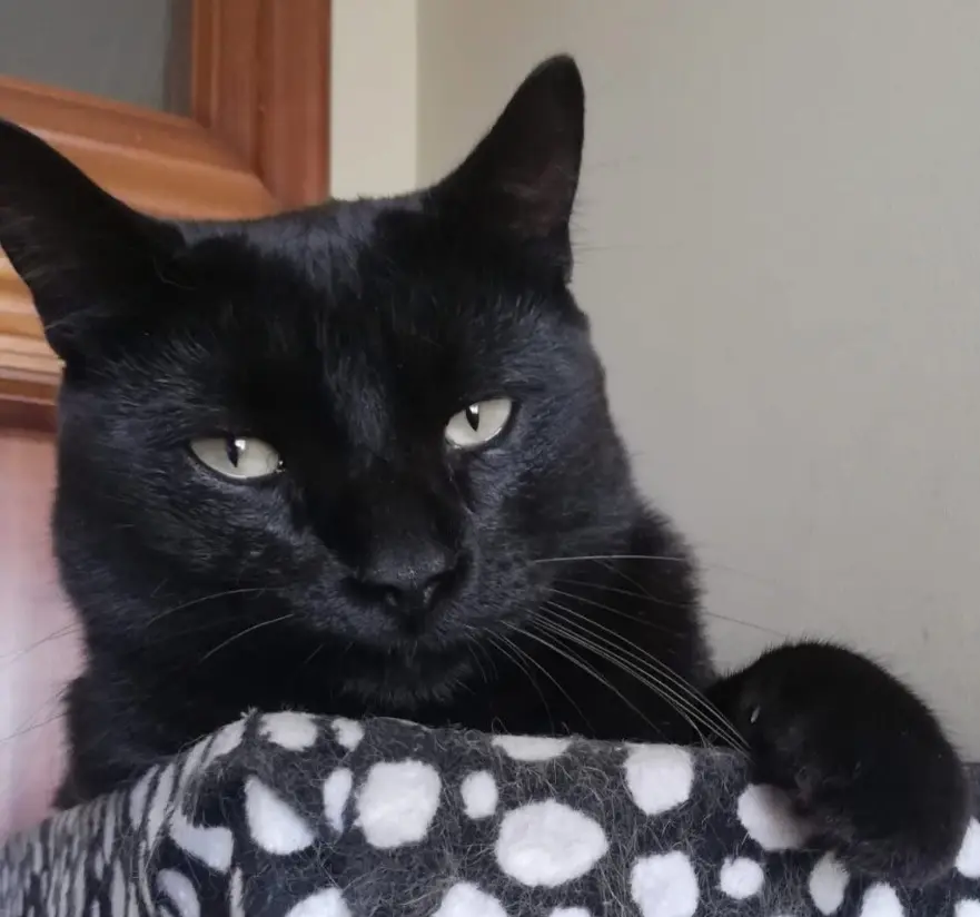 gato lost     Nose