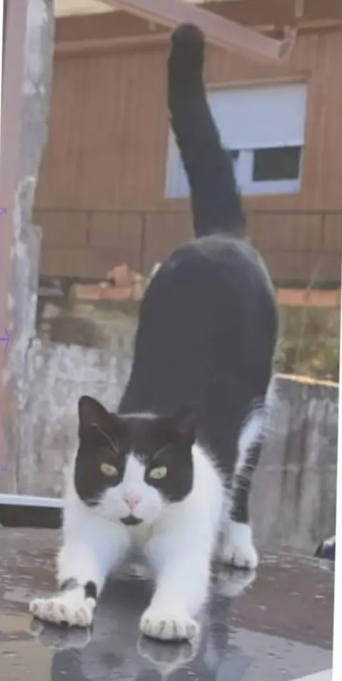 gato lost     Plum