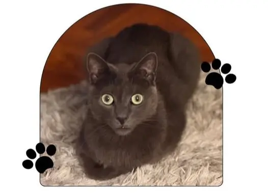 gato lost     Serpe