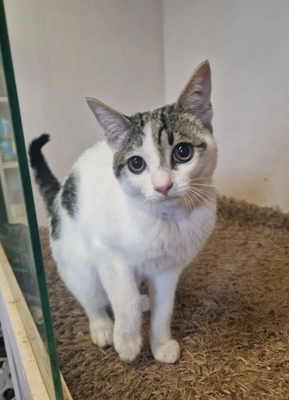 gato lost 35 Avenida del Besaya 39300 Campuzano Gato pol guarnizo