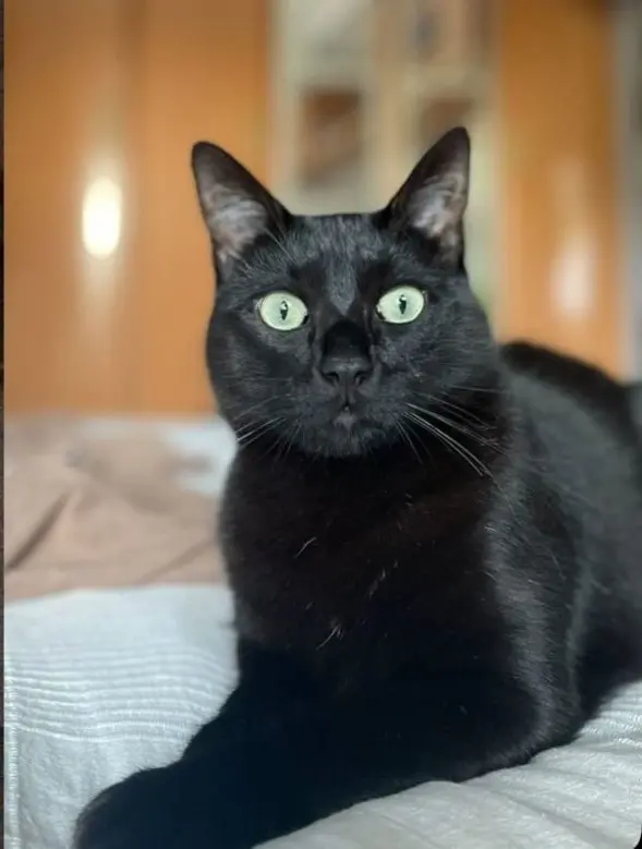 gato lost  Autovía Cantabria - Meseta 39460 Los Corrales de Buelna Keek
