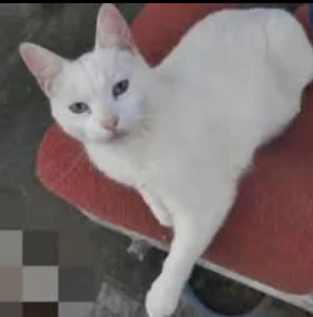 gato lost  Autovía Cantabria - Meseta 39460 Los Corrales de Buelna Mamúa