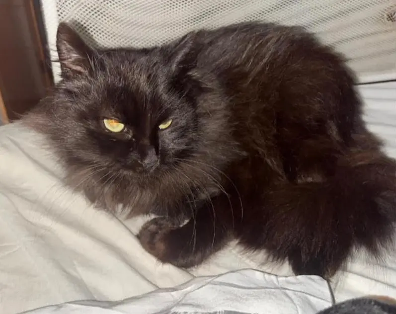 gato lost 35 Avenida del Besaya 39300 Campuzano Ronny