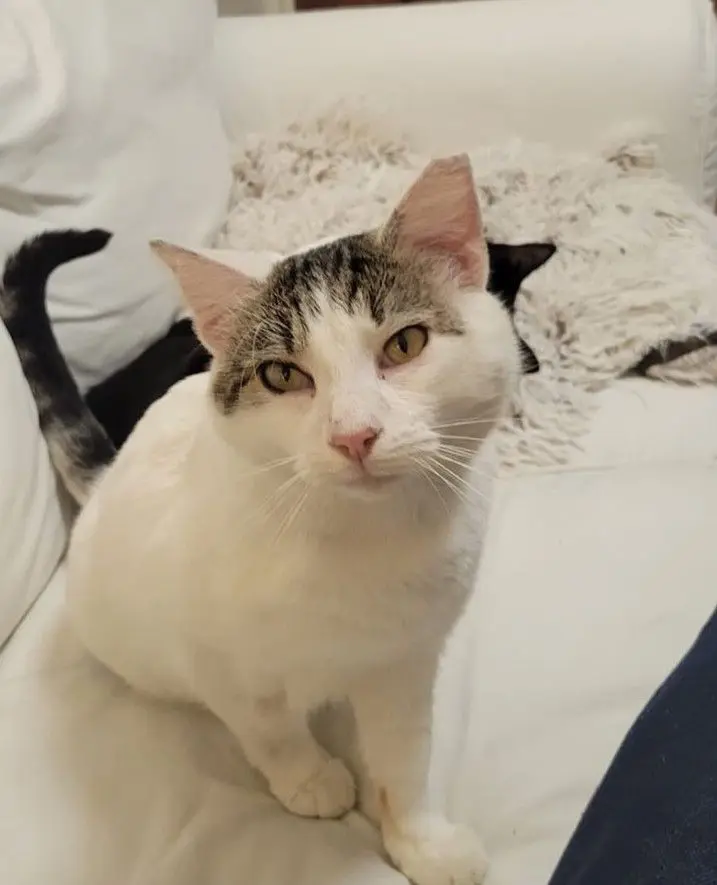 gato lost  Autovía Ronda de la Bahía de Santander 39011 Peñacastillo Coquito