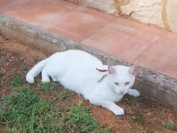 gato lost    Santander Desaparecido zoa sardinero