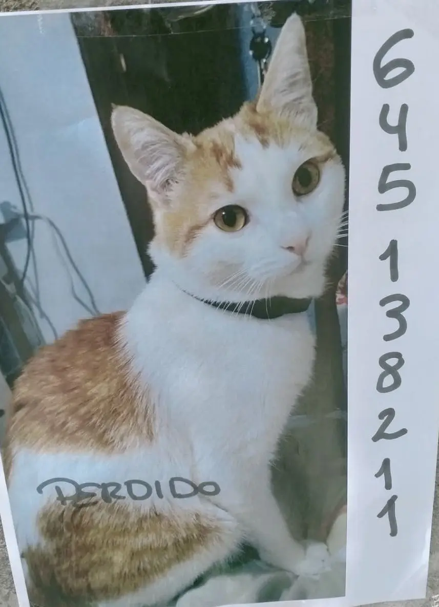gato lost  Autovía Ronda de la Bahía de Santander 39011 Peñacastillo Gato