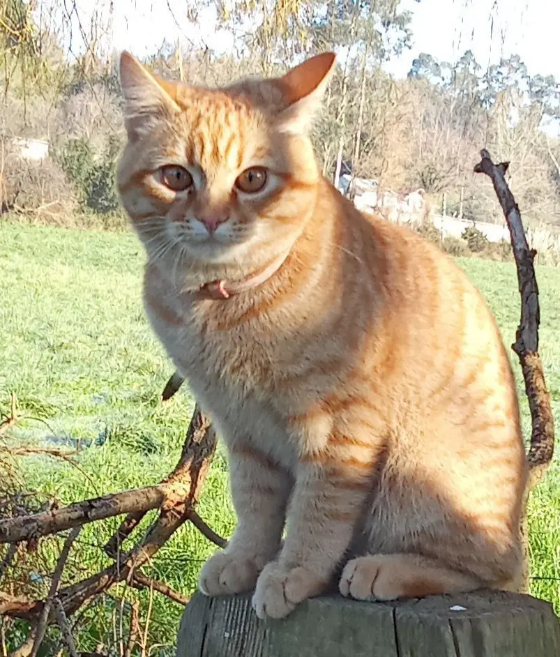 gato lost  Autovía Ronda de la Bahía de Santander 39011 Peñacastillo Lolo