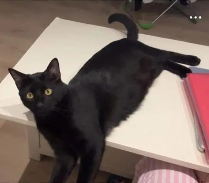 gato lost  Autovía Ronda de la Bahía de Santander 39011 Peñacastillo No sé